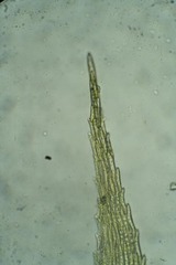 Brachytheciastrum velutinum