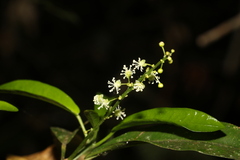 Codiaeum variegatum moluccanum