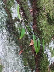 Phyteuma scheuchzeri