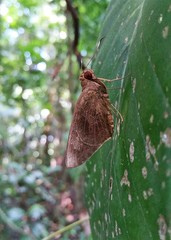 Erionota acroleuca apicalis