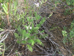 Pelargonium hirtum