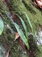 Phyteuma scheuchzeri