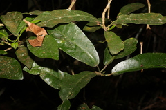 Codiaeum variegatum moluccanum