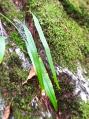 Phyteuma scheuchzeri