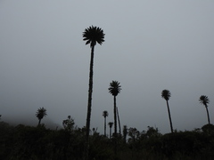 Espeletia