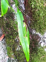 Phyteuma scheuchzeri