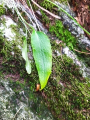 Phyteuma scheuchzeri