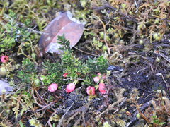 Disterigma empetrifolium