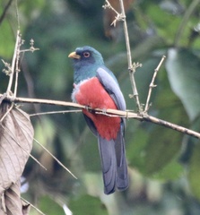 Trogon melanurus