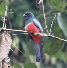 Trogon melanurus