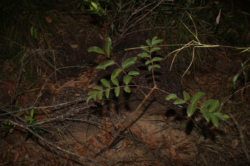 Image of Canarium australianum by (c) Greg Tasney, some rights reserved (CC BY-SA)