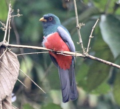 Trogon melanurus
