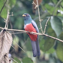 Trogon melanurus