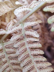 Oreopteris limbosperma