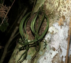 Monogramma acrocarpa