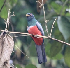 Trogon melanurus