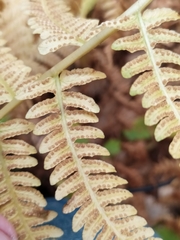 Oreopteris limbosperma