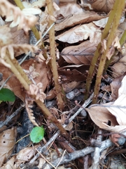 Oreopteris limbosperma