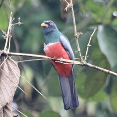 Trogon melanurus