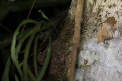 Monogramma acrocarpa