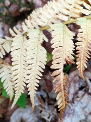 Oreopteris limbosperma
