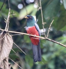 Trogon melanurus