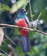 Trogon melanurus
