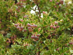 Vaccinioideae
