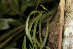 Monogramma acrocarpa