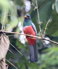Trogon melanurus
