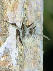 Eustala anastera