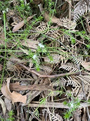Asperula conferta