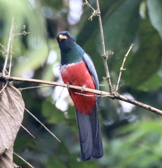 Trogon melanurus