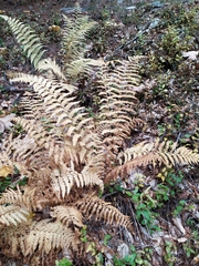 Oreopteris limbosperma