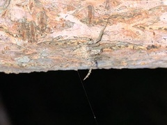 Eustala anastera