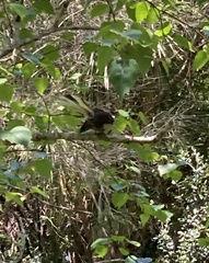 Rhipidura fuliginosa placabilis