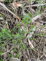Asperula conferta