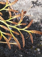 Cryptogramma crispa