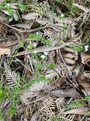 Asperula conferta
