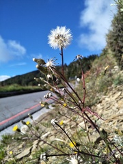 Picris hieracioides morrisonensis