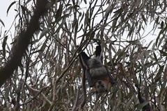 Pteropus poliocephalus