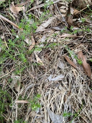 Asperula conferta