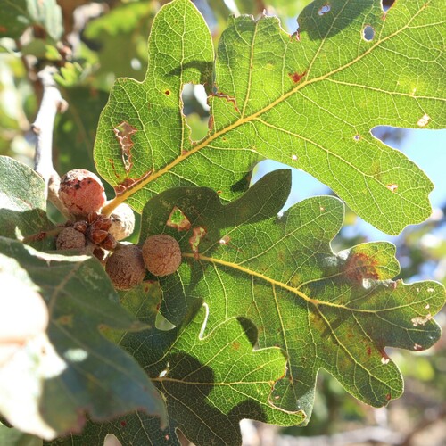 iNaturalist observation photo of Oak Gall Wasps