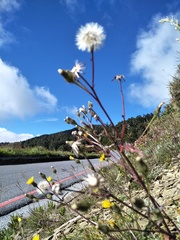 Picris hieracioides morrisonensis