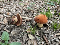 Suillellus queletii