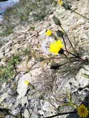 Picris hieracioides morrisonensis