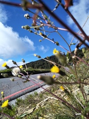 Picris hieracioides morrisonensis