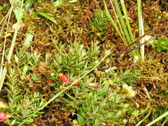 Disterigma empetrifolium