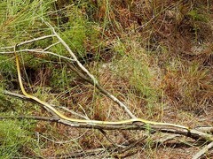 Dendrelaphis punctulatus