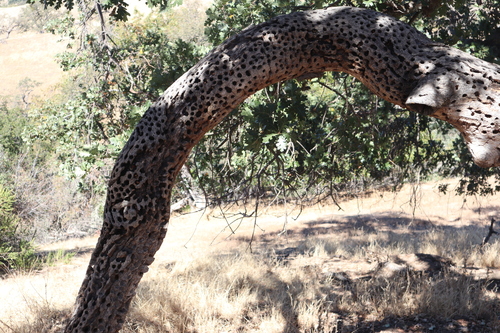 iNaturalist observation photo of Acorn Woodpecker